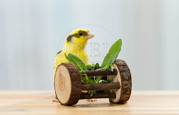 079573 Kanarienvogel