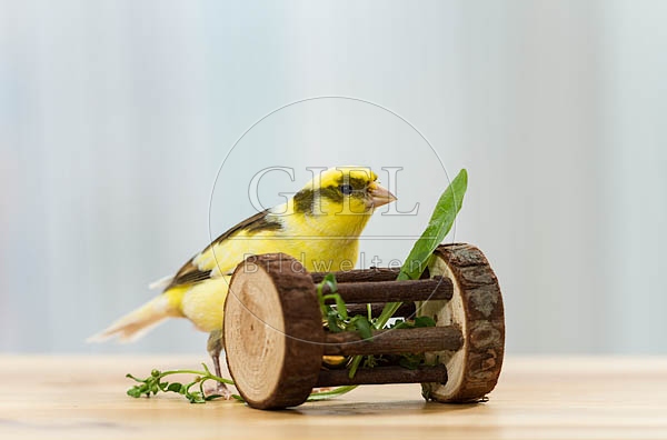 079575 Kanarienvogel