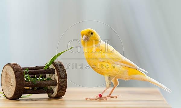 079576 Kanarienvogel