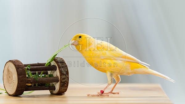 079577 Kanarienvogel