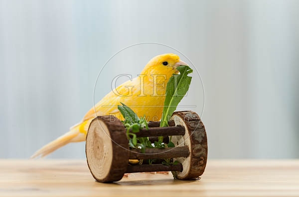 079578 Kanarienvogel
