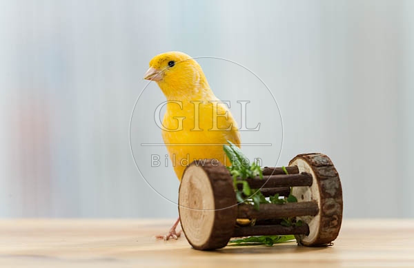 079580 Kanarienvogel