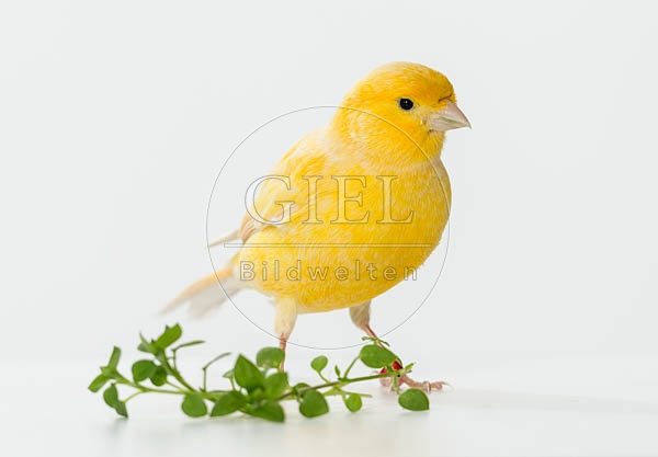 079615 Kanarienvogel