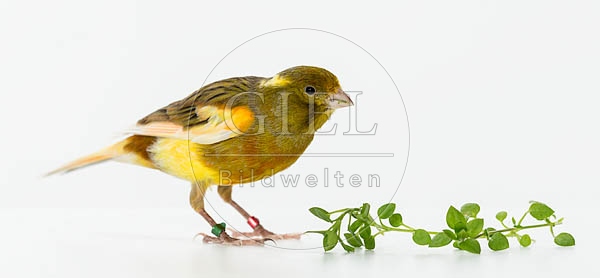 079617 Kanarienvogel
