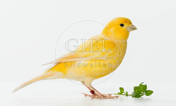 079618 Kanarienvogel