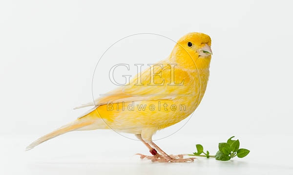 079619 Kanarienvogel