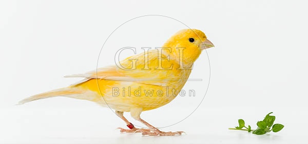 079620 Kanarienvogel