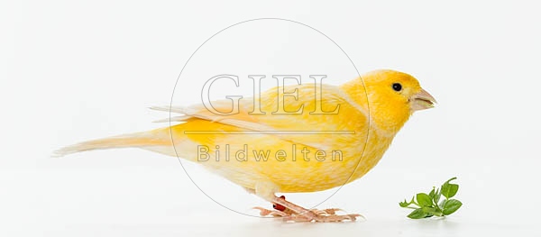 079621 Kanarienvogel