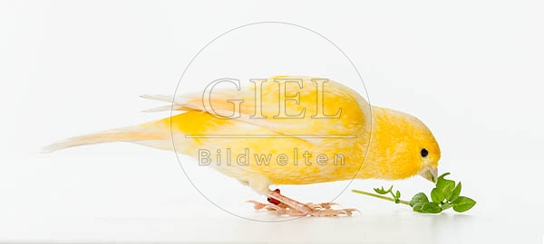 079622 Kanarienvogel