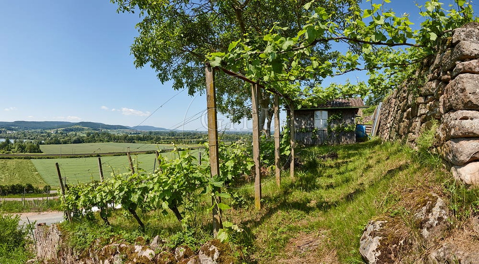081224 Landschaftsaufnahme, Weinberg