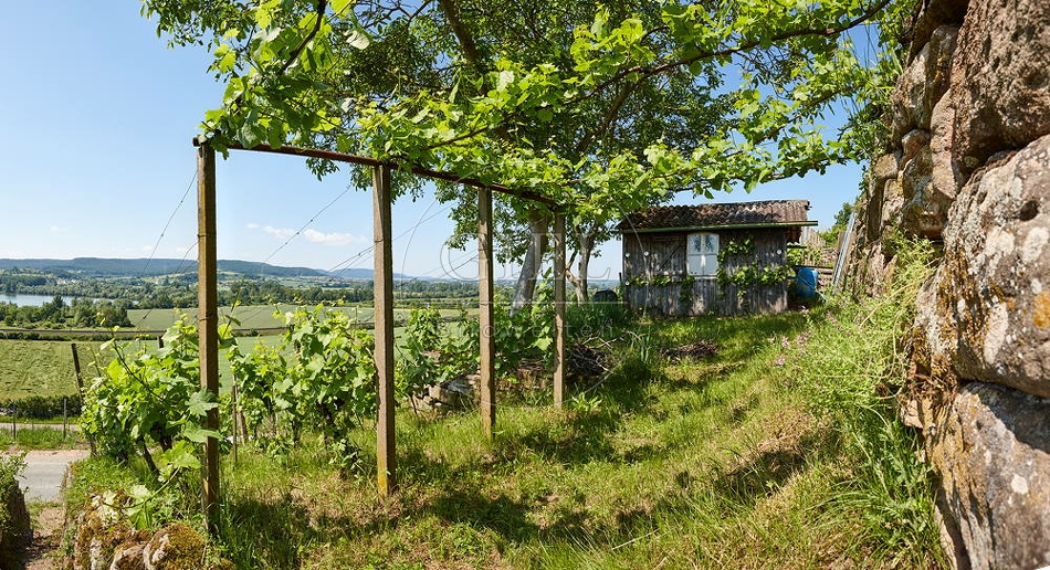 081225 Landschaftsaufnahme, Weinberg