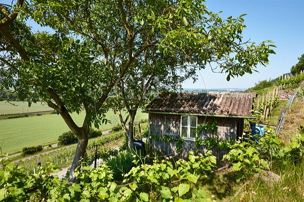 081245 Landschaftsaufnahme, Weinberg