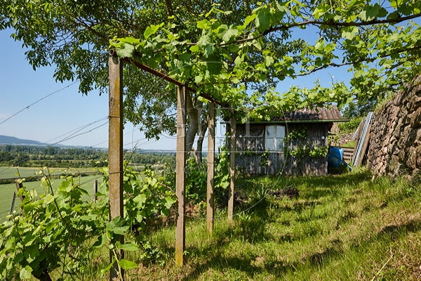 081246 Landschaftsaufnahme, Weinberg