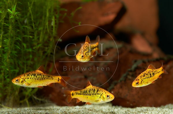 081824 Messingbarben, Brokatbarben