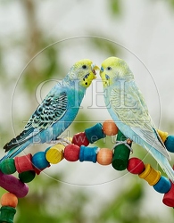 084752 Wellensittiche