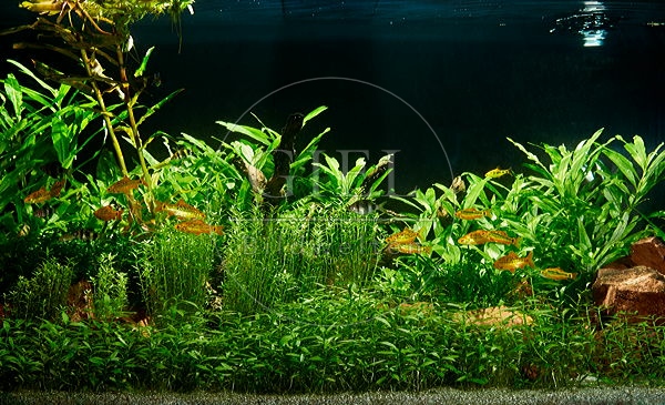 085333 Blick in ein eingerichtetes Aquarium mit Messingbarben