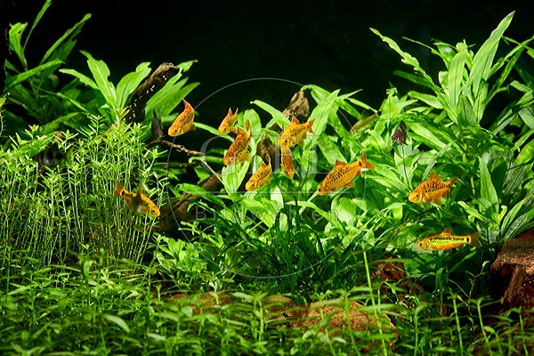 085334 Blick in ein eingerichtetes Aquarium mit Messingbarben