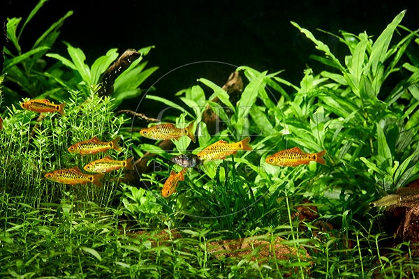 085335 Blick in ein eingerichtetes Aquarium mit Messingbarben