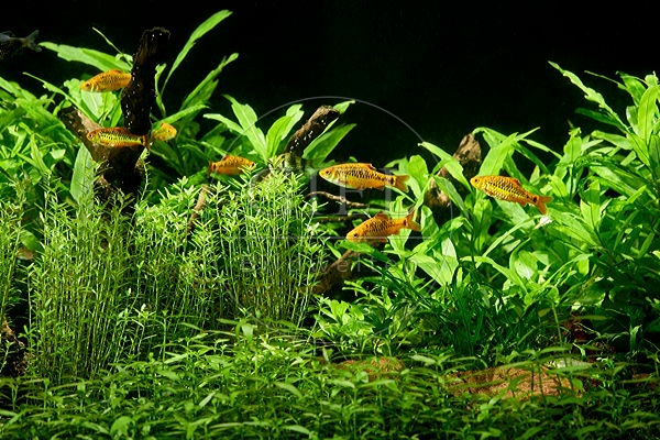 085336 Blick in ein eingerichtetes Aquarium mit Messingbarben