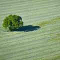 085960 Luftaufnahmen, Baum im Getreidefeld