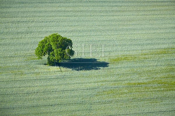 085961 Luftaufnahmen, Baum im Getreidefeld