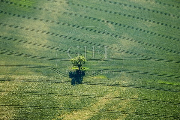 085962 Luftaufnahmen, Baum im Getreidefeld