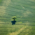 085962 Luftaufnahmen, Baum im Getreidefeld