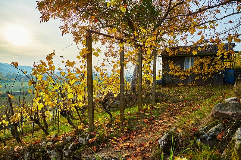 087237 Weinberg in den Hassbergen
