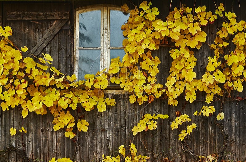 087238 Haeuschen auf Weinberg