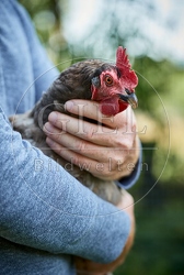 091101 Huhn auf Arm
