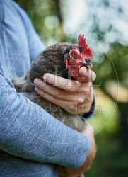 091102 Huhn auf Arm