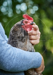 091104 Huhn auf Arm