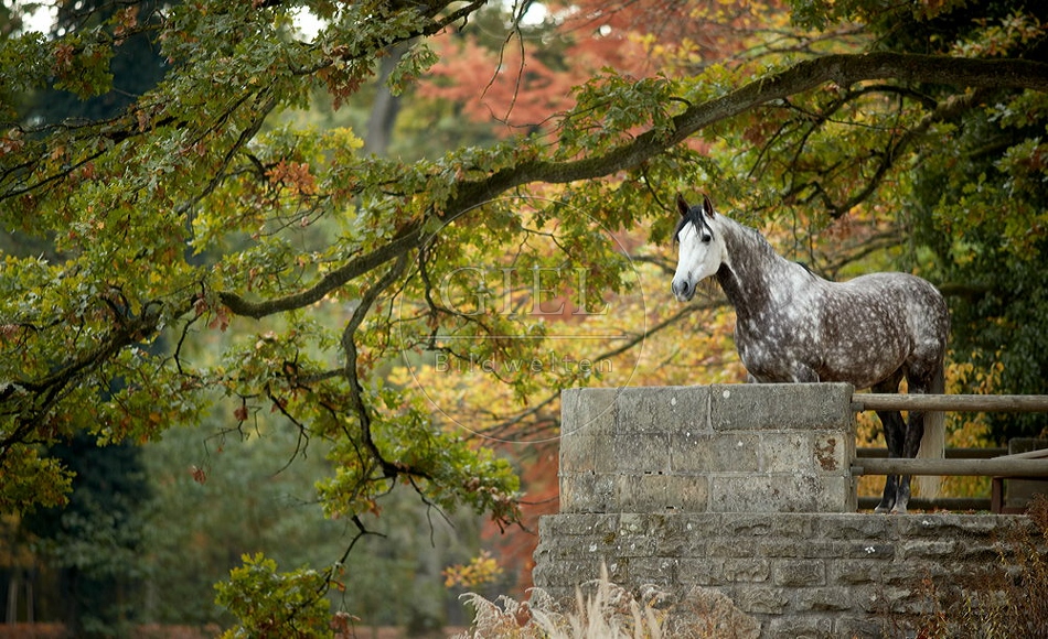 093684 Spanier, Pura Raza Espanola, Reine Spanische Rasse, PRE