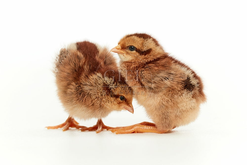 093766 Welsumer, Huehner-Kueken