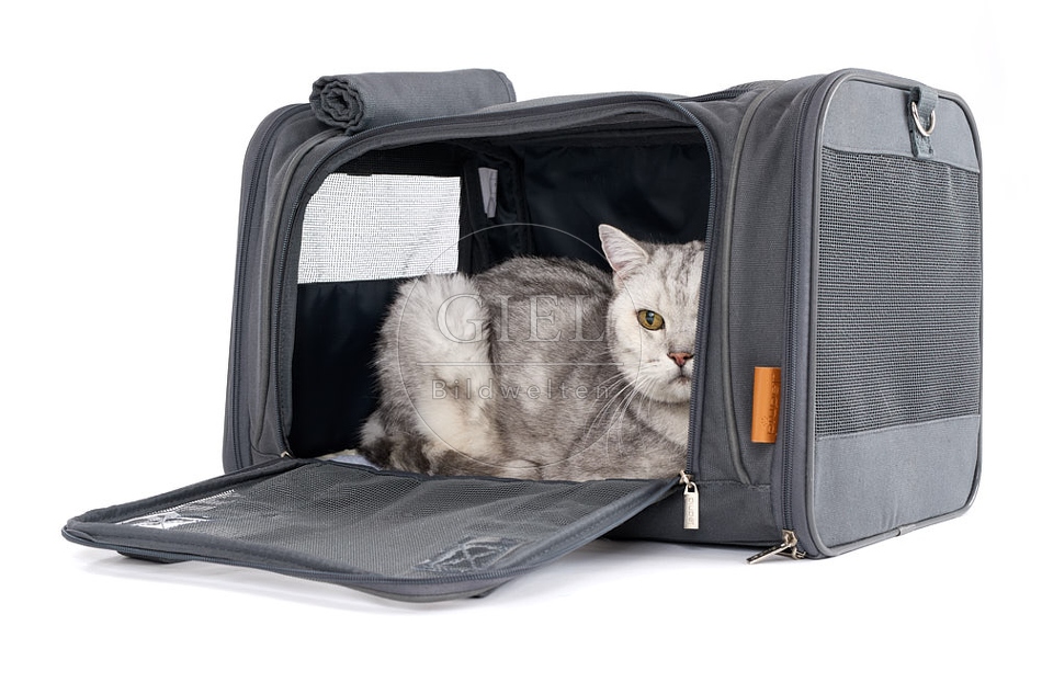 093906 Britisch Kurzhaar Katze in Transporttasche