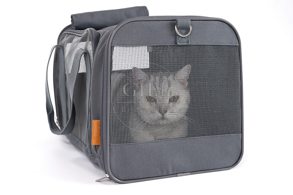 093907 Britisch Kurzhaar Katze in Transporttasche