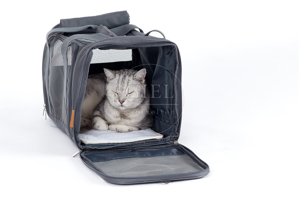 093909 Britisch Kurzhaar Katze in Transporttasche