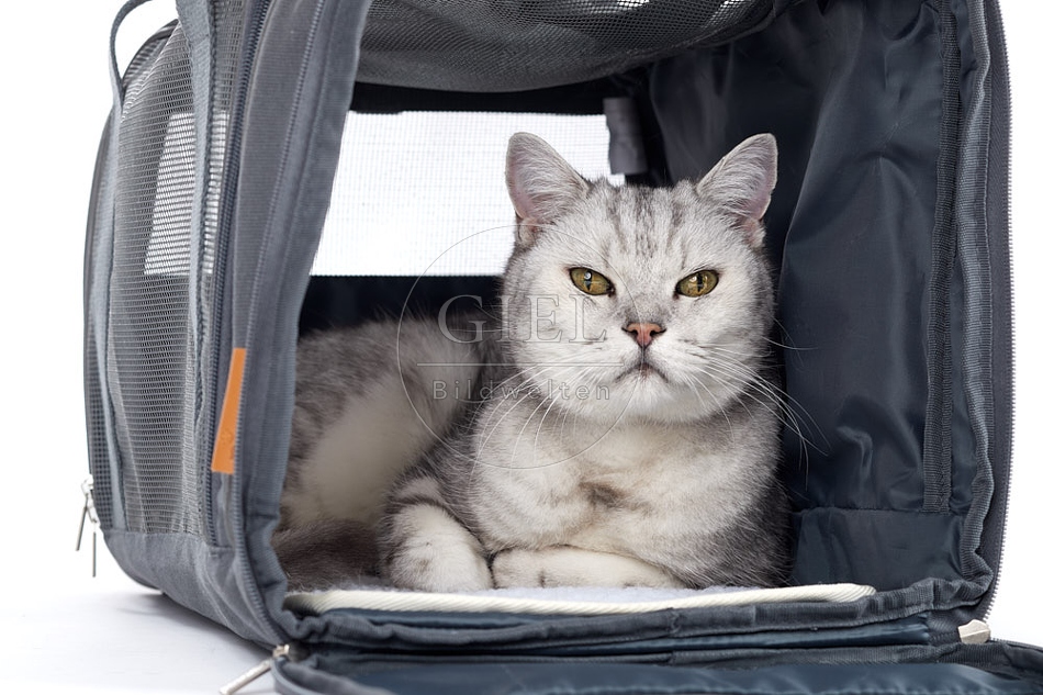 093910 Britisch Kurzhaar Katze in Transporttasche