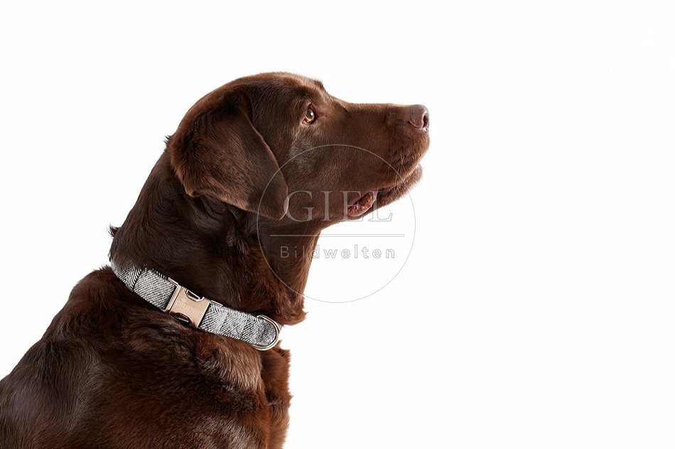 093913 Labrador Retriever mit Halsband