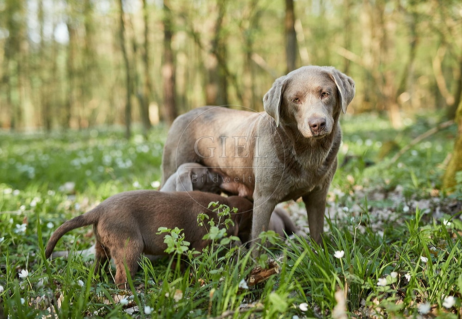 094046 Labrador Retriever mit Welpen