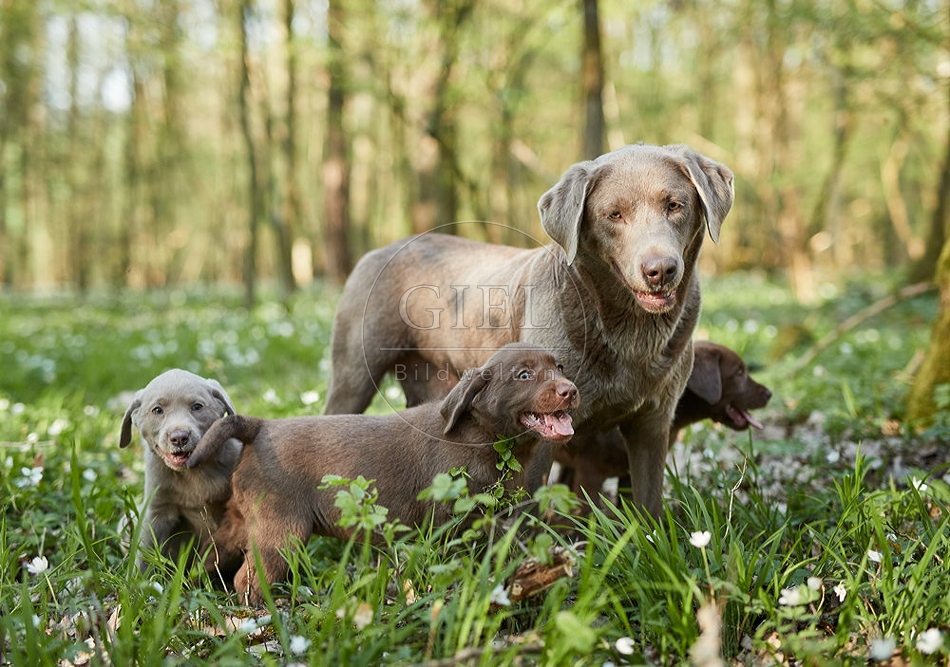 094047 Labrador Retriever mit Welpen