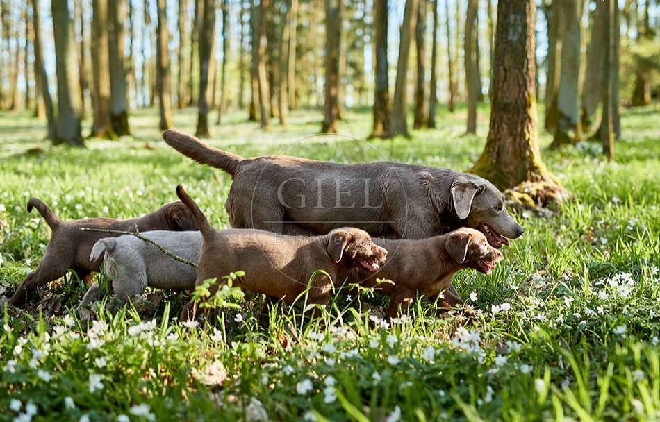 094050 Labrador Retriever mit Welpen