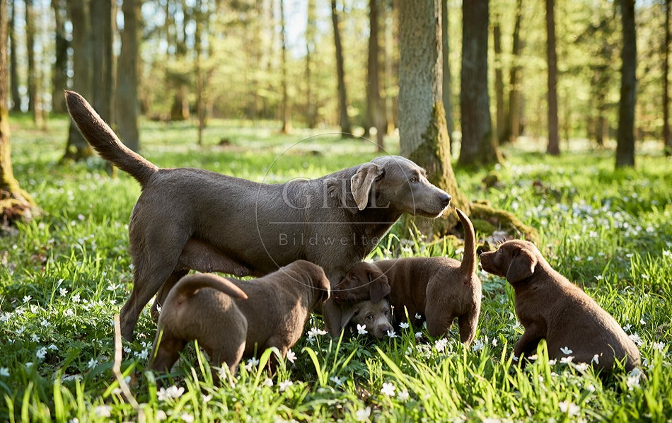 094051 Labrador Retriever mit Welpen