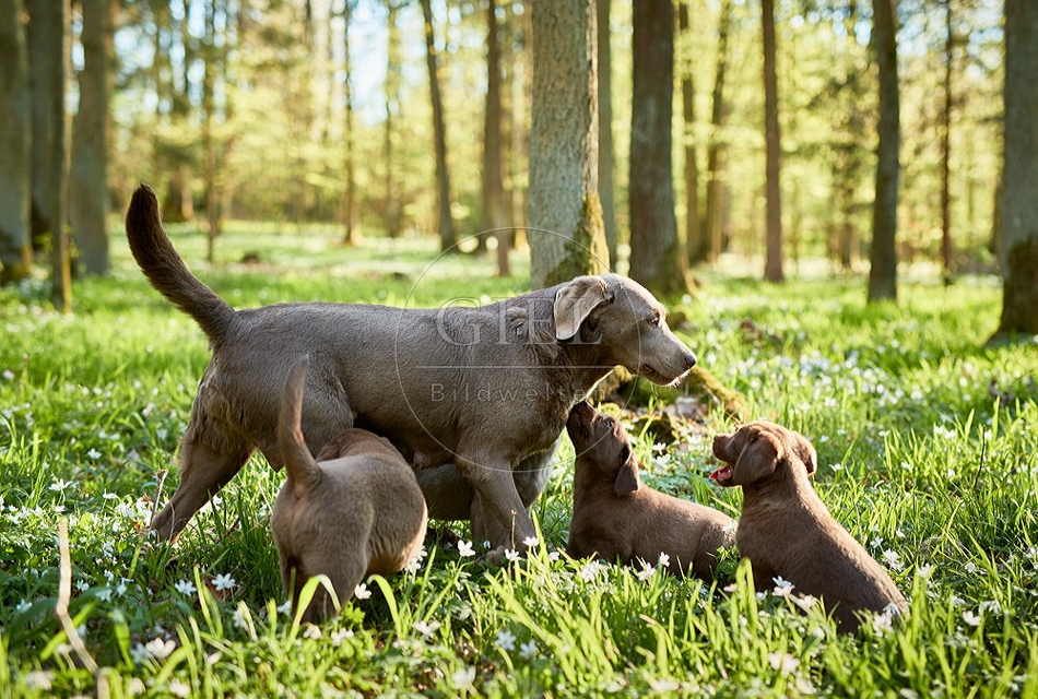 094052 Labrador Retriever mit Welpen