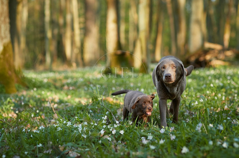 094054 Labrador Retriever mit Welpe
