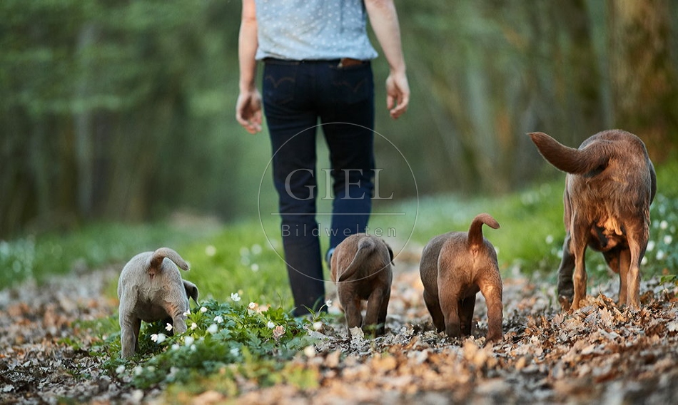 094064 Mensch mit Labrador Retriever und Welpen
