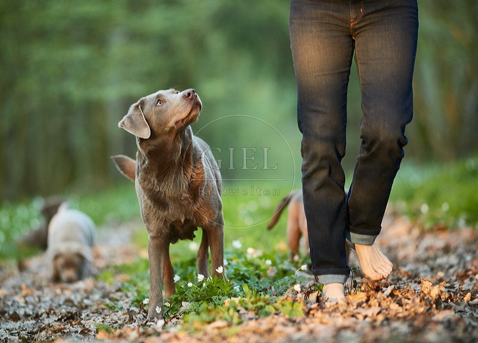 094065 Mensch mit Labrador Retriever und Welpen