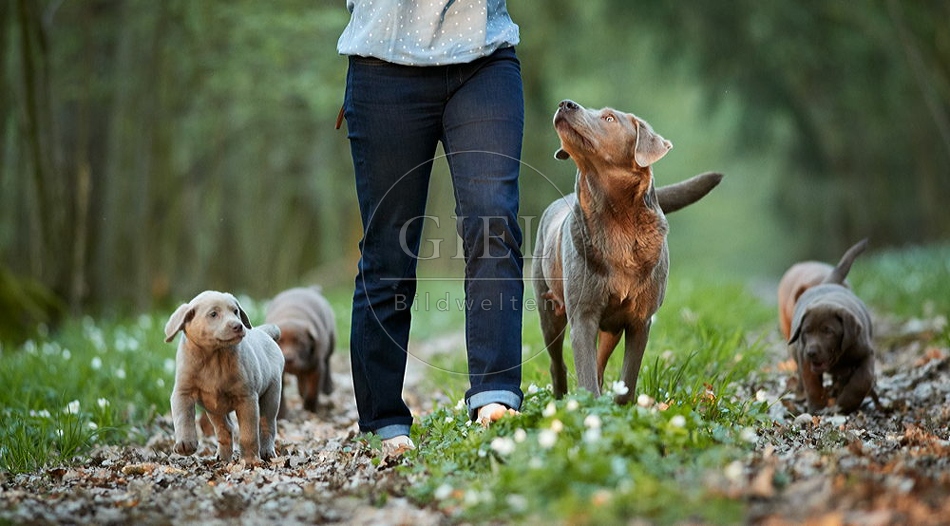 094066 Mensch mit Labrador Retriever und Welpen