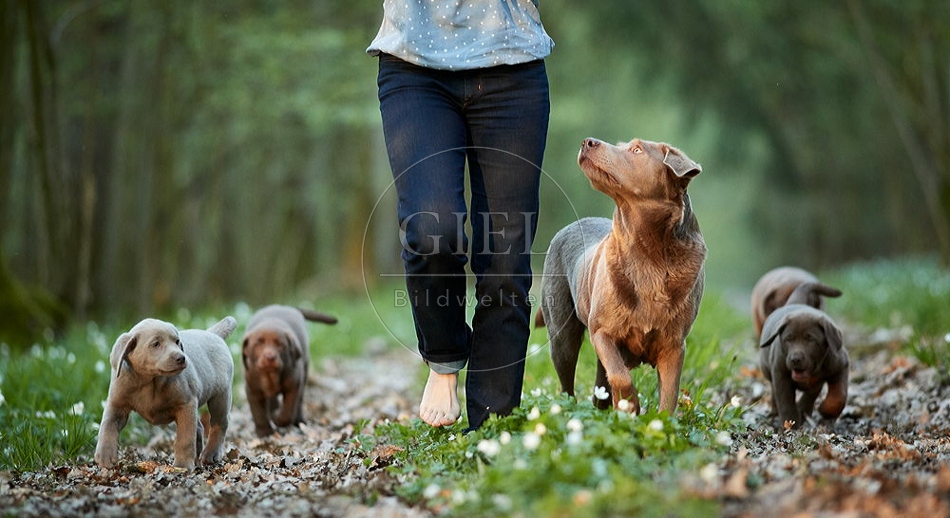 094067 Mensch mit Labrador Retriever und Welpen