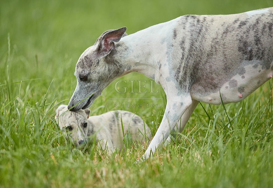 094812 Whippet mit Welpe